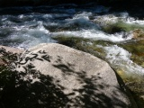 Creekside Shadows