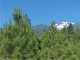 Summer Evergreens, Snowy Mountains