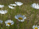 Roadside Daisies