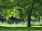 Green Abode