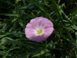 Pink Flower at the Solarium