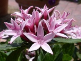 Appleblossom Pentas