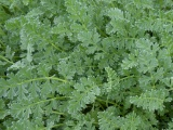 Golden Storksbill