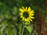 Solarium Sunflower