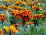 Marigold World