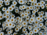 Argyranthemum