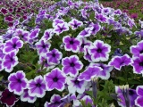 Mound of Petunias