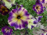 Moonstruck Petunia