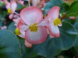 Begonia Bicolor