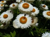 Bracteantha White