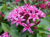 Bicolor Rose Pentas