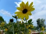 Sunflower at the Trial Garden