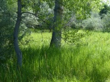 Meadow by Spring Creek