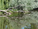 Branch Reflections in Spring Creek