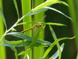 Cheyenne Dragonfly