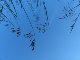 Looking Up at Grass