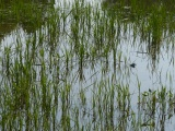 Botanical Pond