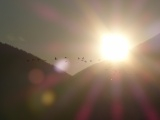 Geese Flying into the Sun