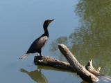 Cormorant Perched on a Log