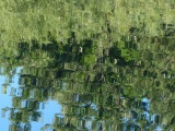 Mosaic of Tree Reflections