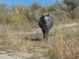 Western Pony