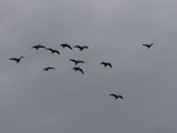 Eleven Geese