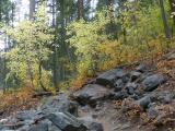 Path Between the Yellow Trees