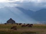 Sunbeam beyond the Cows