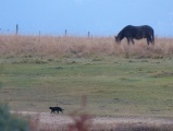 Cat and Horse