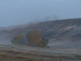 Trees across Mist and Valley