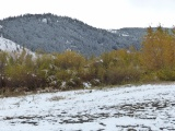 Band of Yellow Trees in the Snow