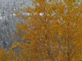 Transition of Autumn to Winter