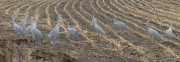 Rows in the Field