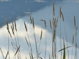 Grasses and Mountain Reflections