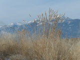 Patch of Tall Grasses