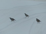 Why did the Quail cross the Road?