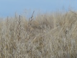 Golden Fall Grasses