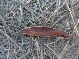 Frost Fringed Leaf