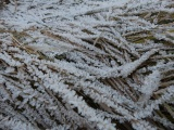 Hoarfrost Garden