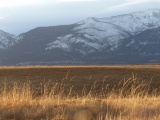 Sun Highlighted Grasses in December