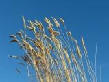 Golden Grasses and Blue Sky