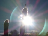 Cattails in the Sun