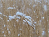 Snow Resting on the Grasses