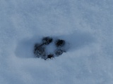 Kitty Pawprint in the Snow
