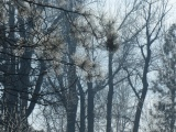 Layers of Trees in January