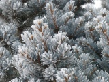 Frosty Tree