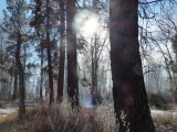Sunlight through Winter Trees