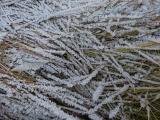 Hoarfrost Garden II