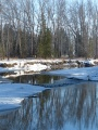 Reflections of Winter Trees