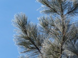 Ice-Tipped Evergreen Needles